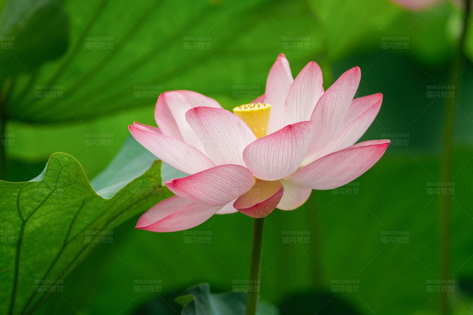 粉色蓮花綻放