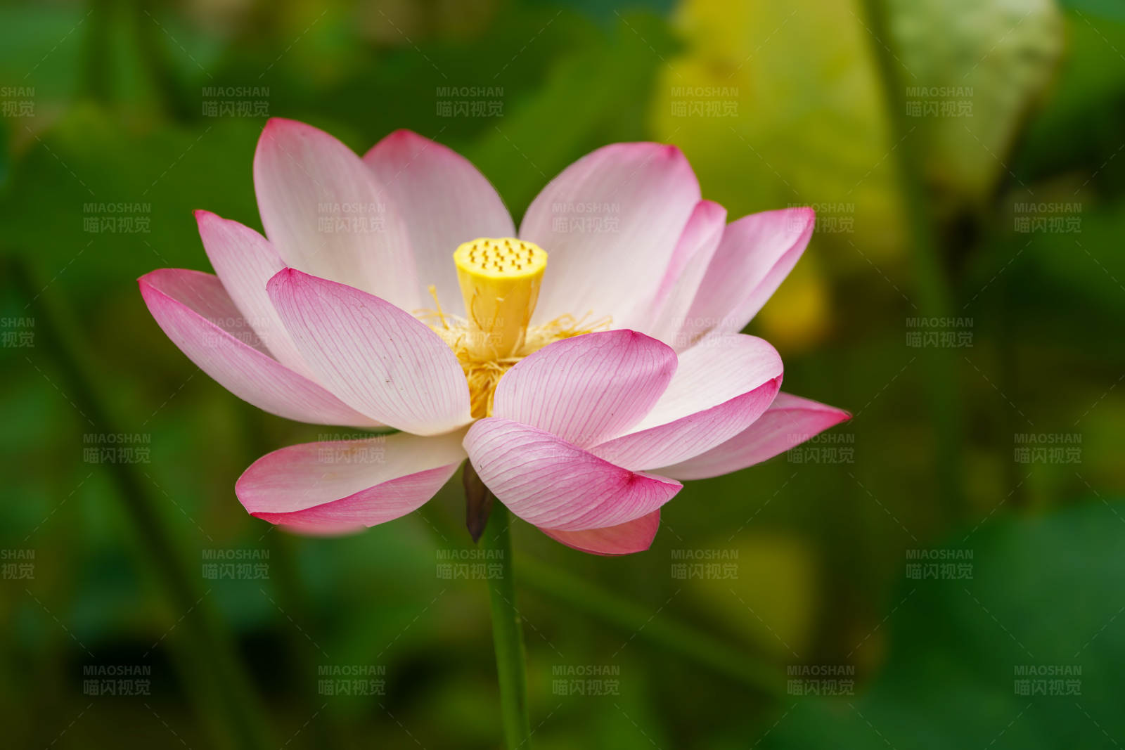 粉色蓮花綻放
