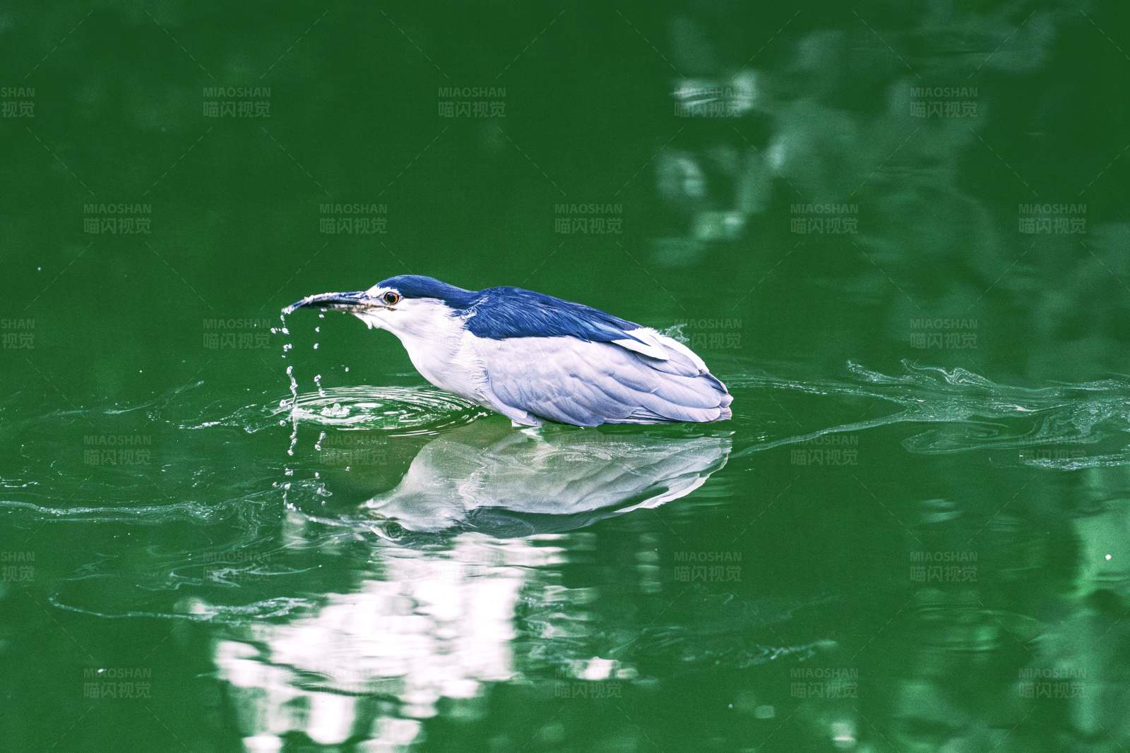 水中捕食的鳥