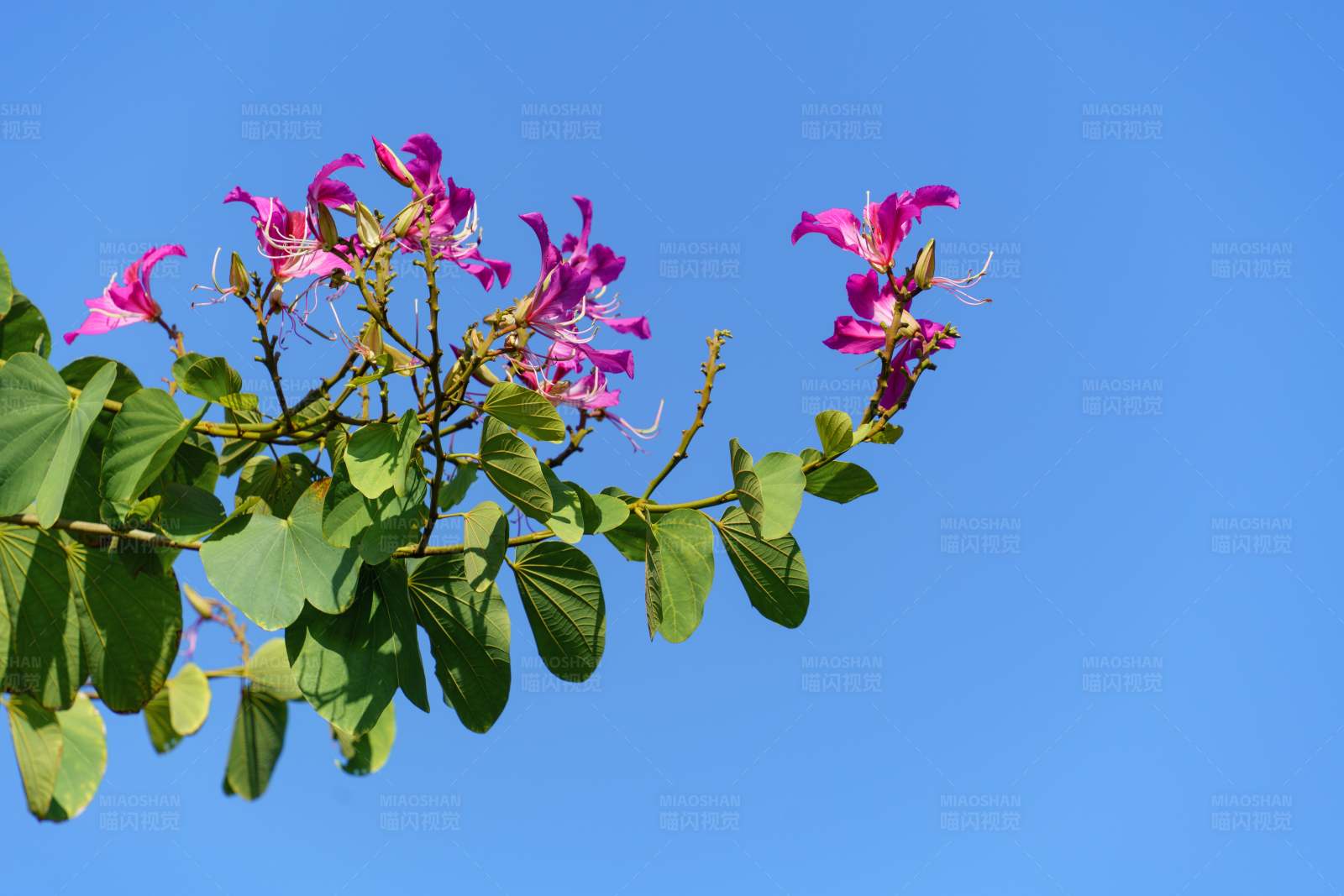 紫荊花藍天背景