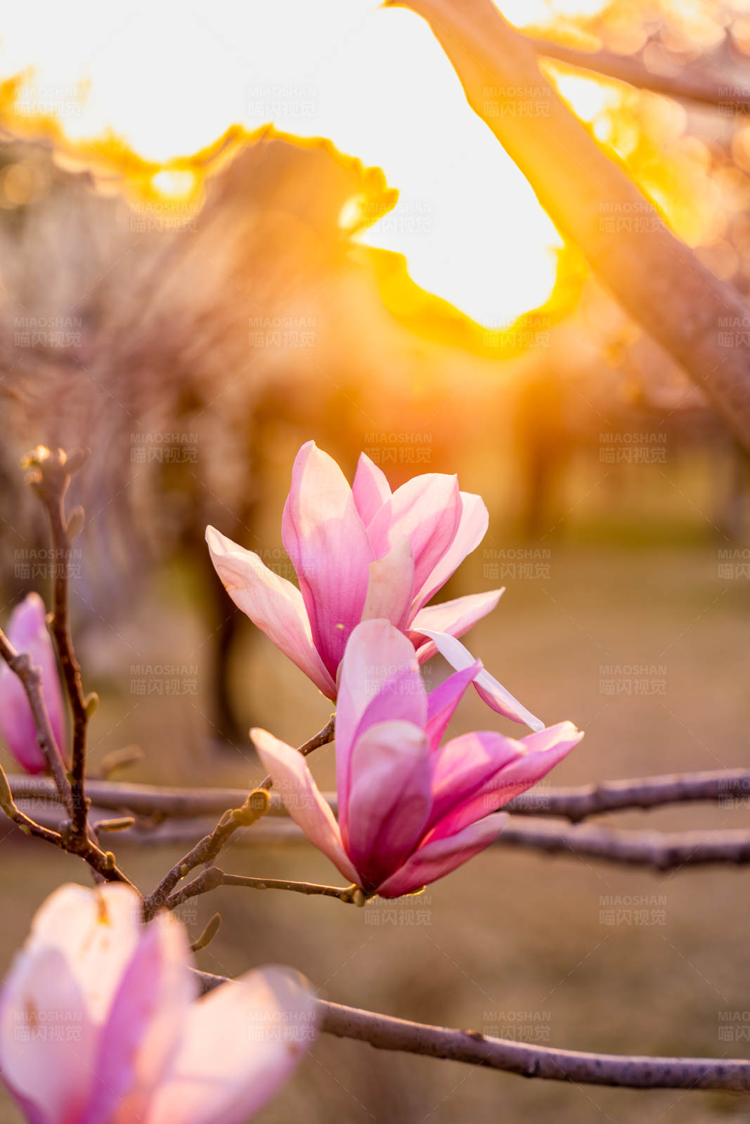 夕陽下的玉蘭花