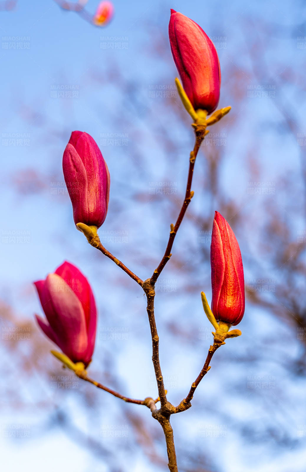 春天的花蕾