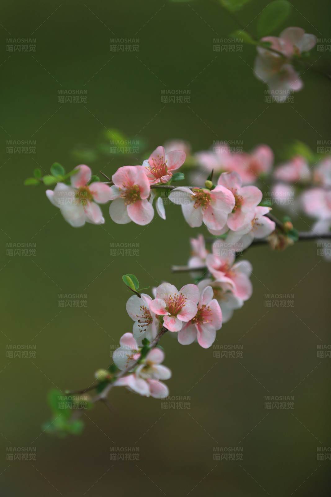 春日花開