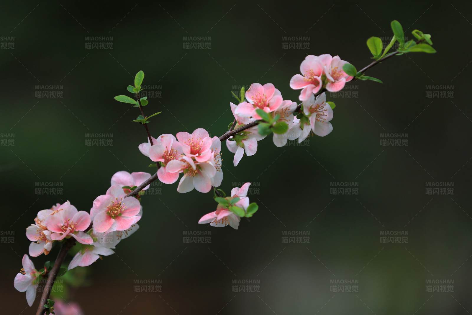 春日花開