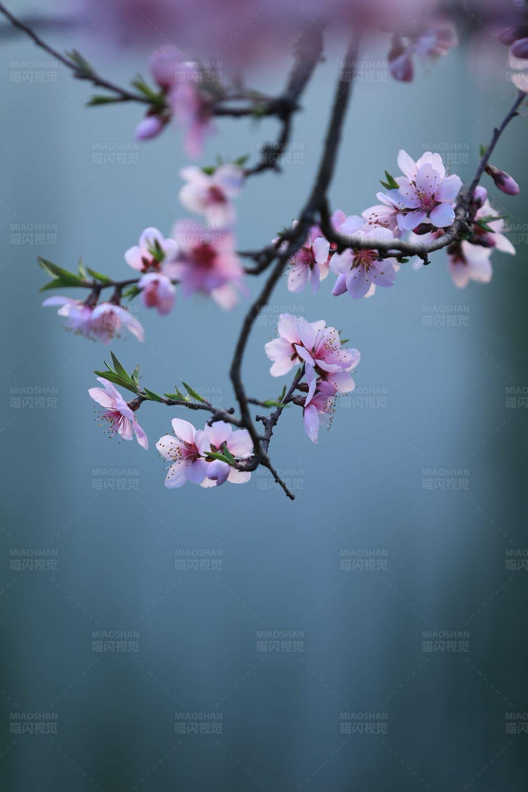 春日桃花盛開(kāi)