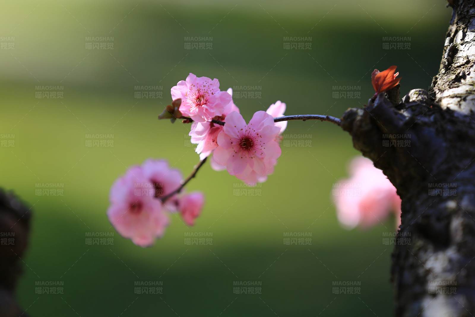 梅花綻放 春意盎然