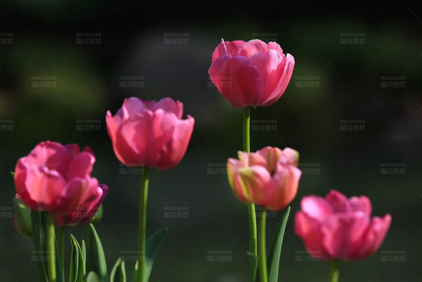粉色郁金香花