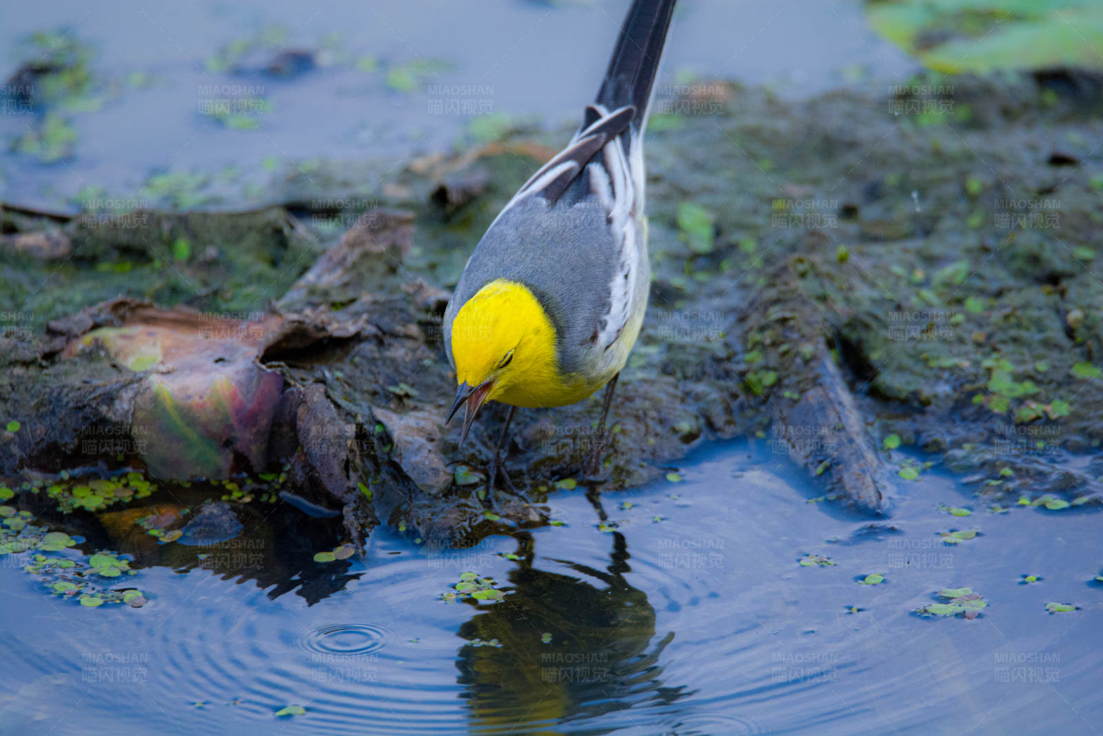 黃鳥飲水