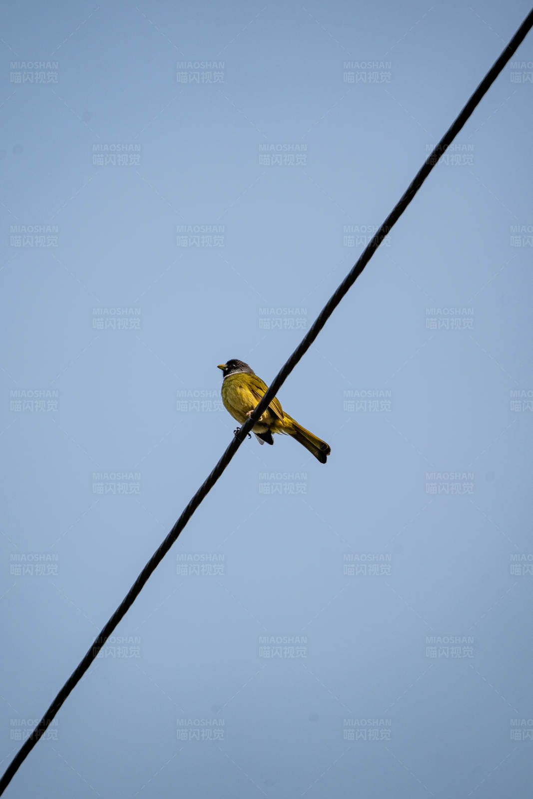 鳥兒棲息在電線上的瞬間