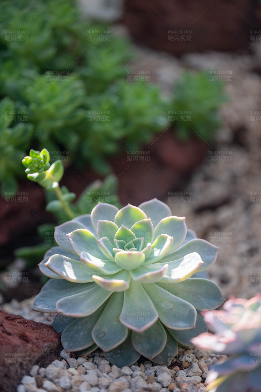 多肉植物的美麗姿態