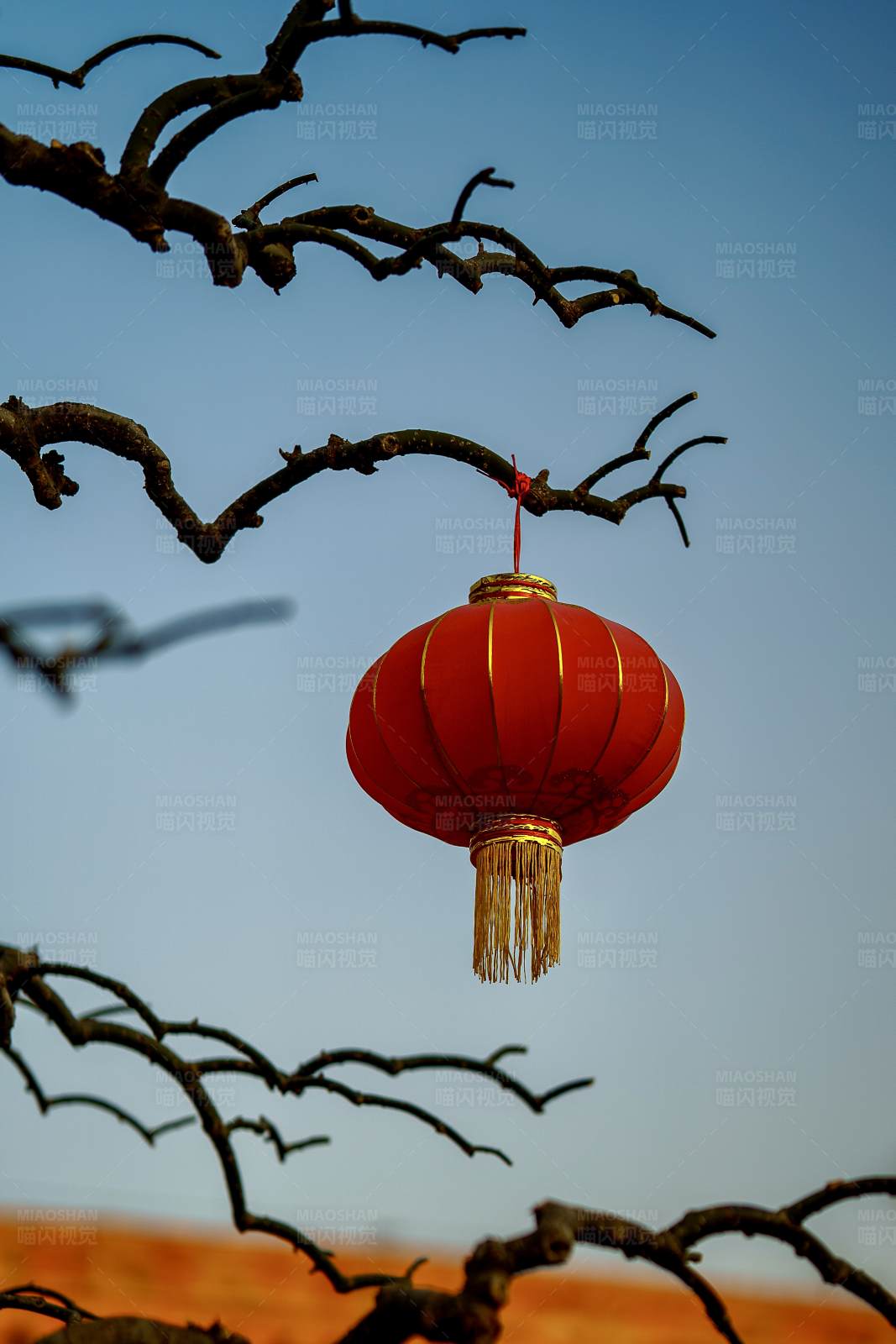 紅燈籠掛枝頭