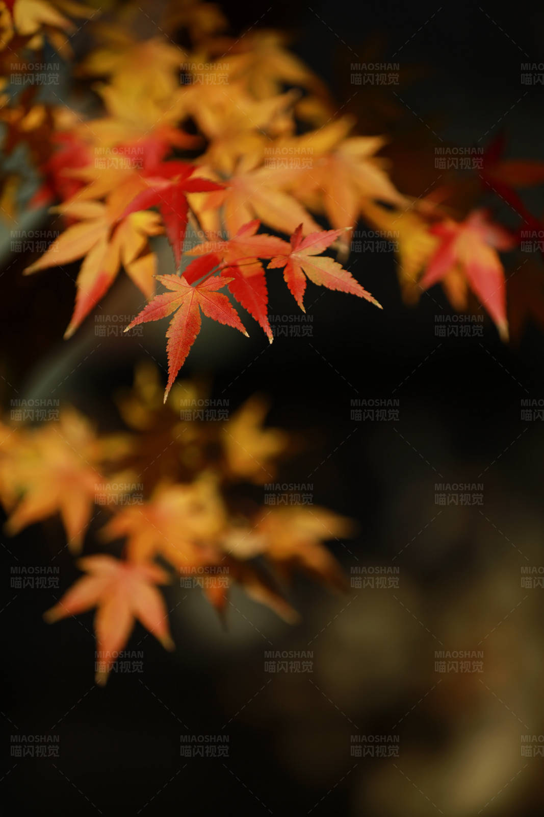 秋日楓葉漸紅