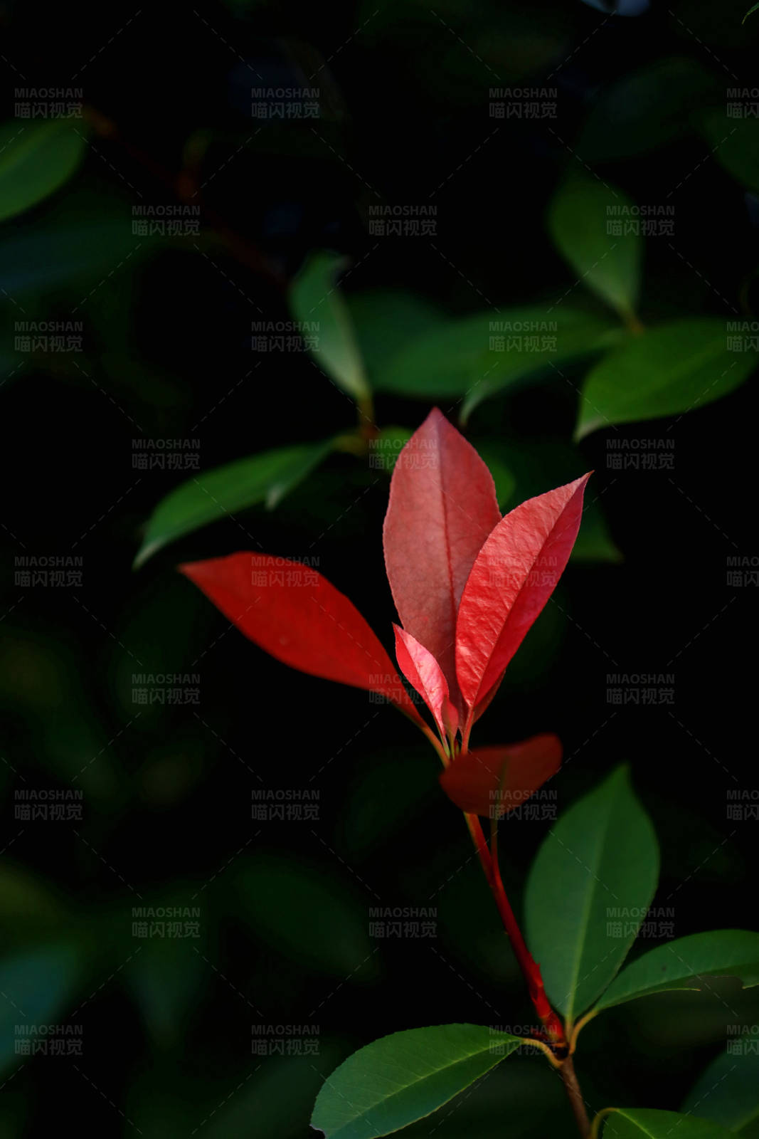 紅葉新芽