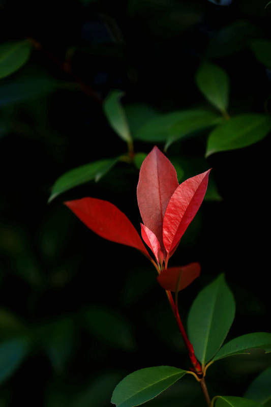 红叶新芽