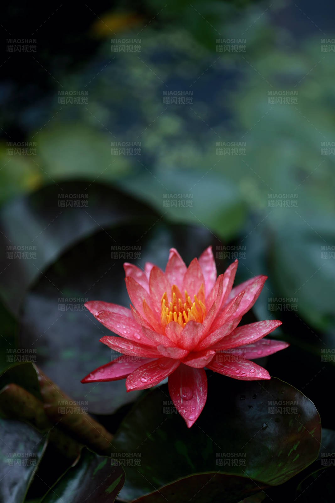 雨后紅蓮