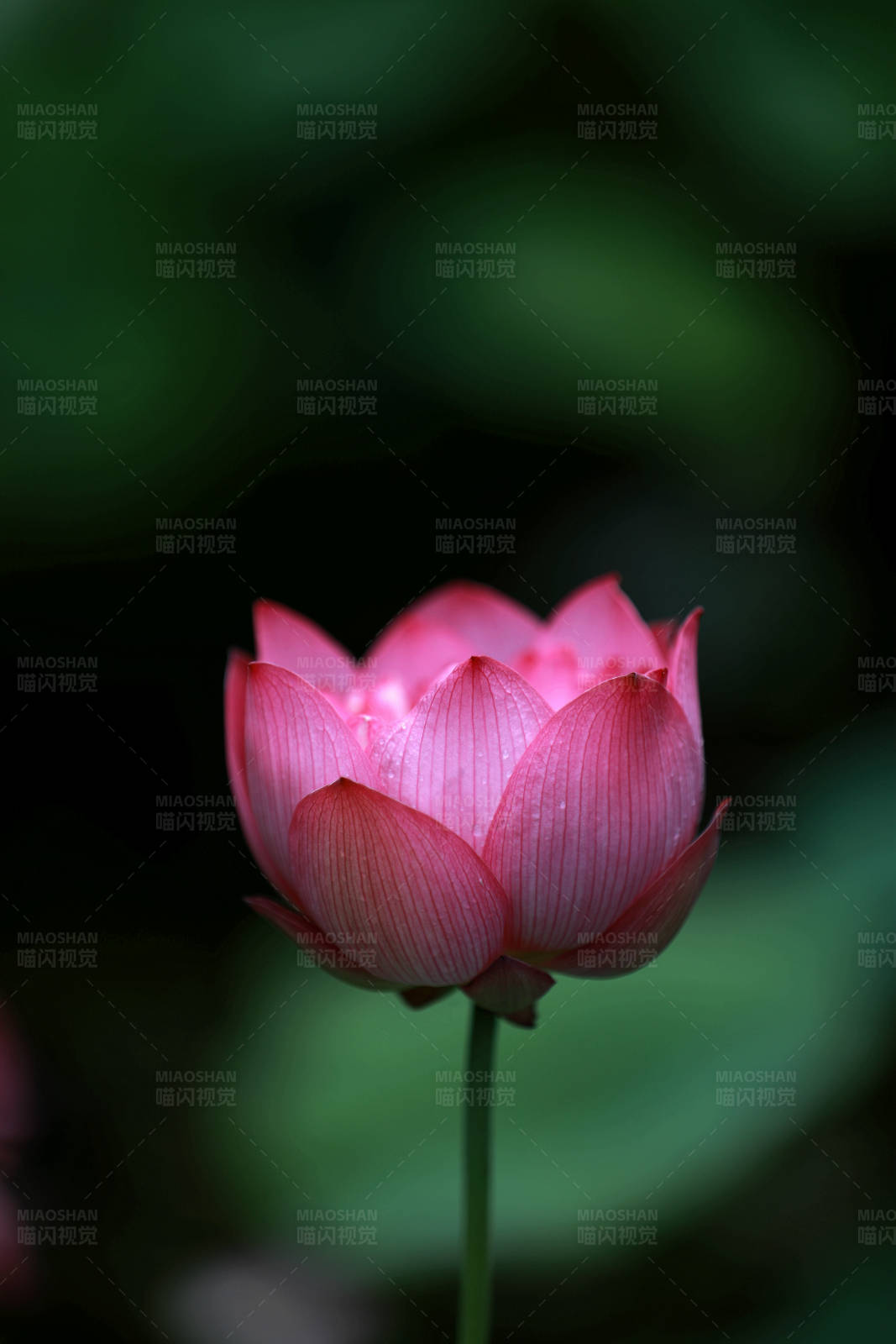 粉紅蓮花特寫