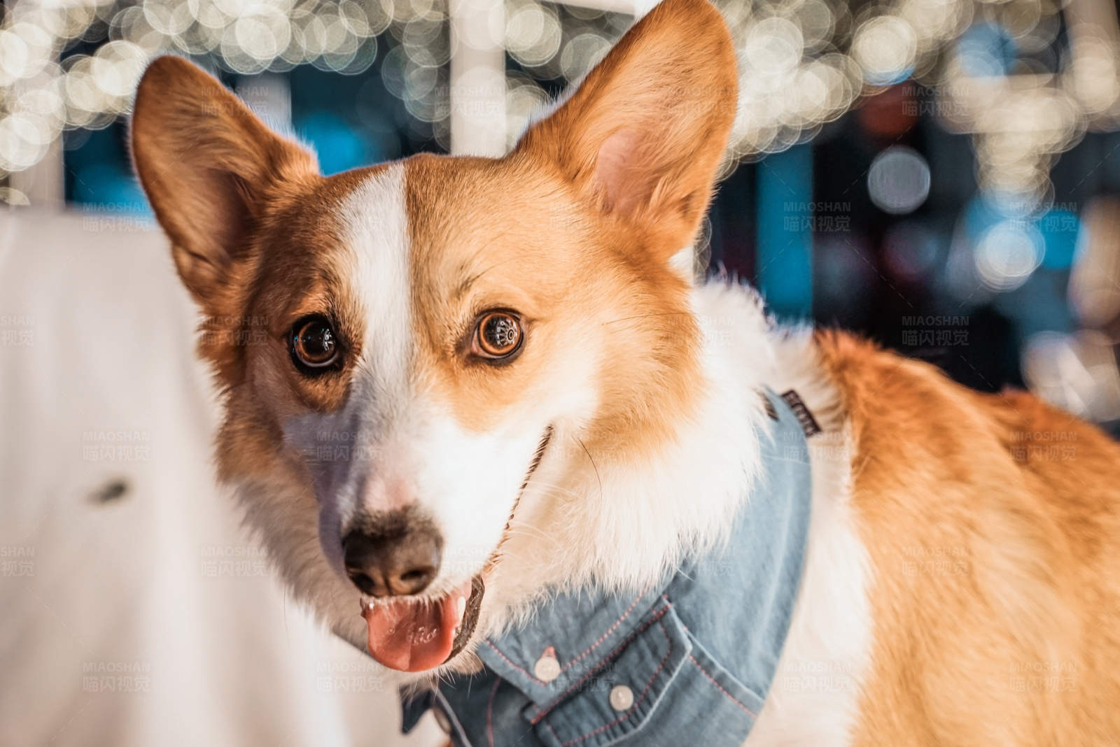 穿牛仔的可愛柯基犬