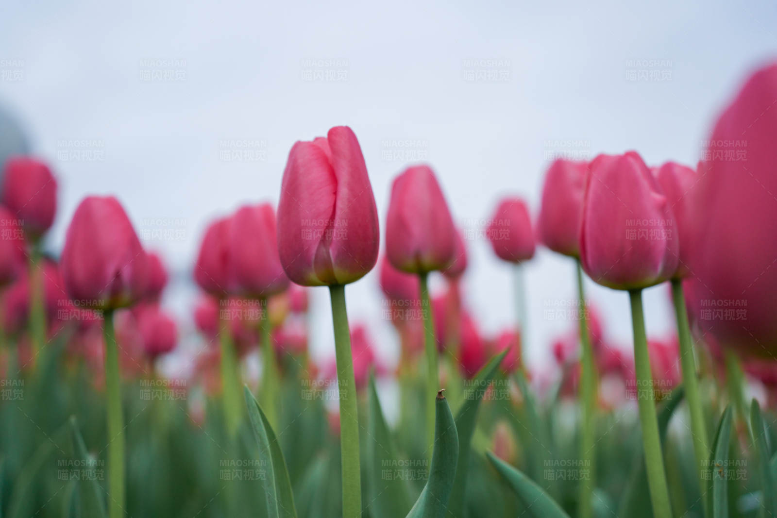 粉色郁金香花海
