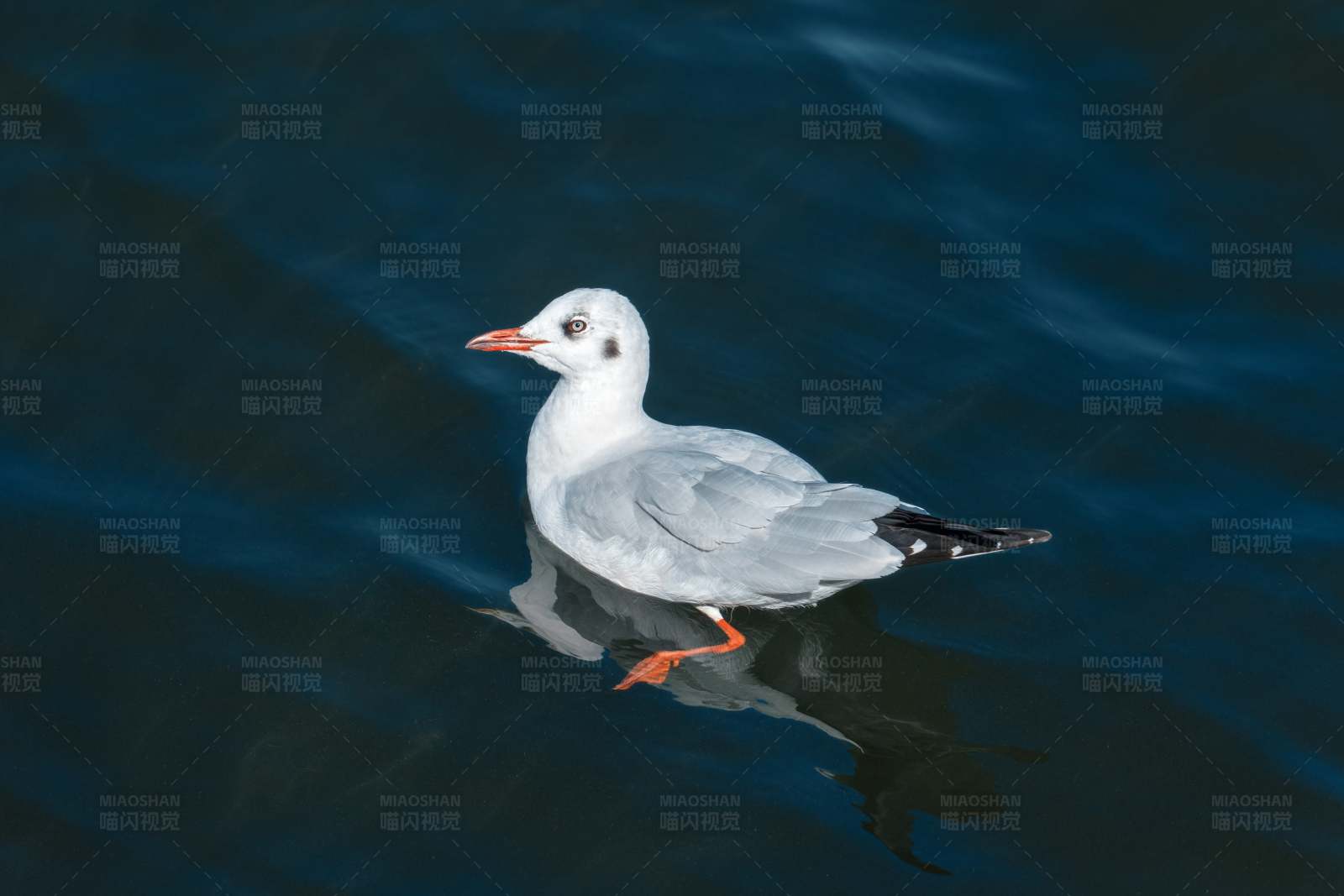 湖面獨(dú)鳥