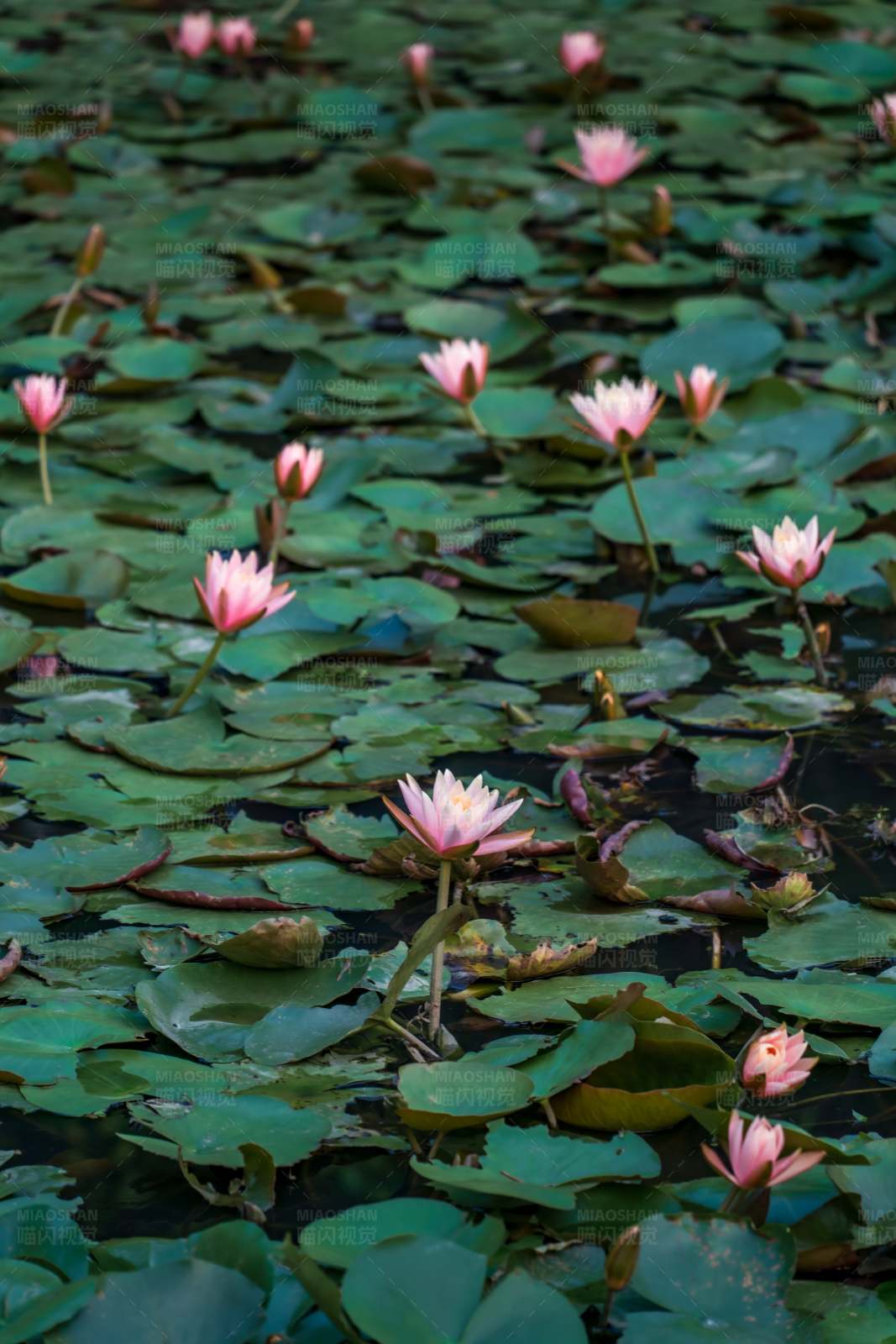 池塘里的粉色蓮花
