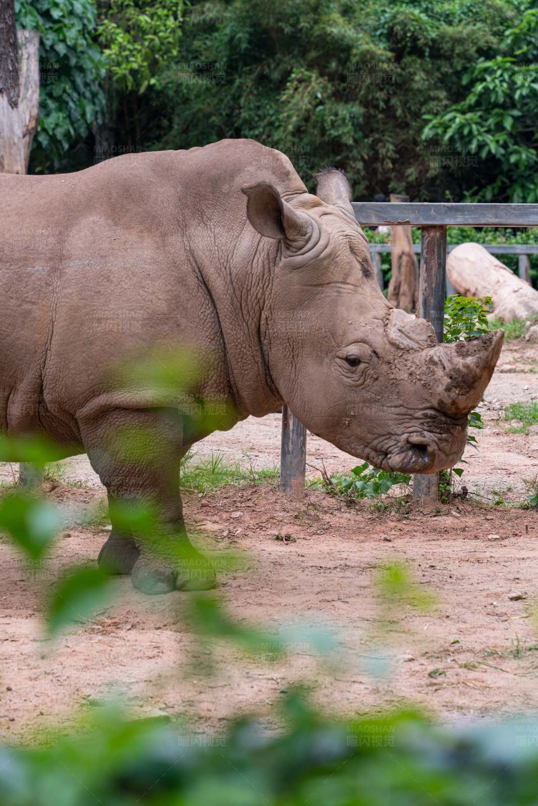 動物園里的犀牛