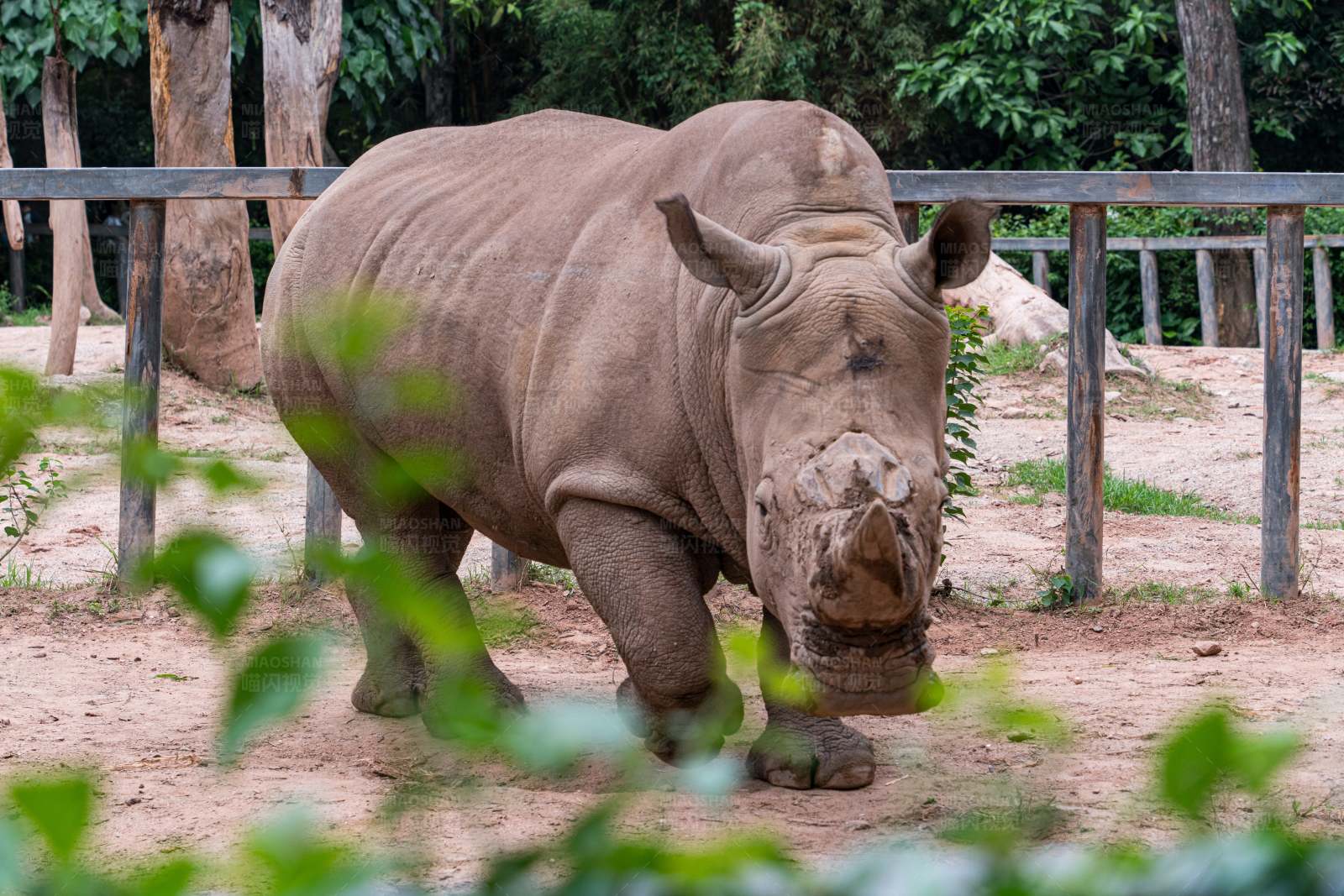 動物園里的犀牛