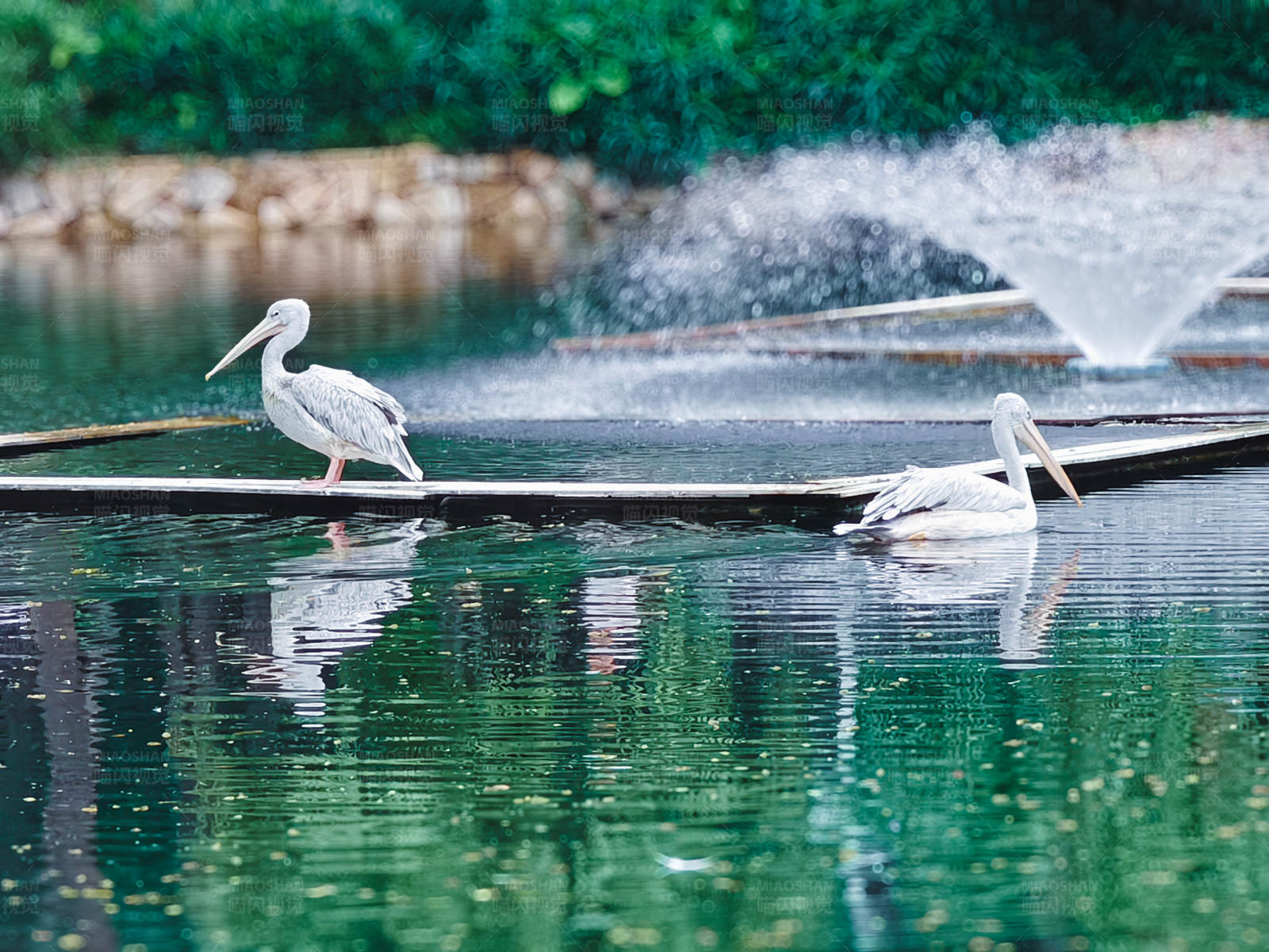 湖中鵜鶘與噴泉