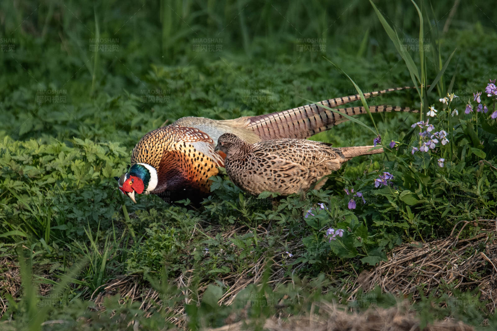 野雞覓食花叢中