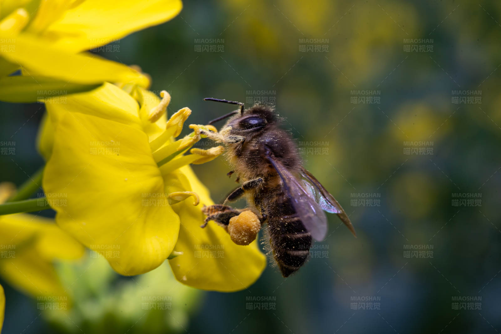 蜜蜂采蜜