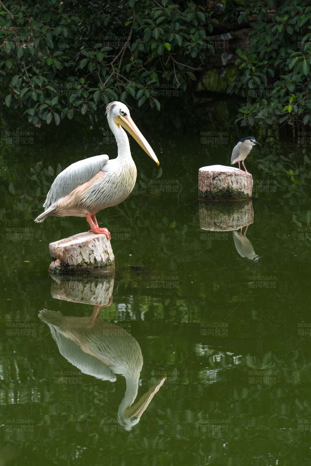 湖上鵜鶘與鷺鳥