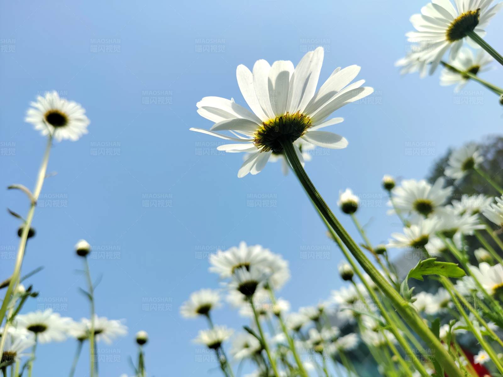 雛菊迎藍天