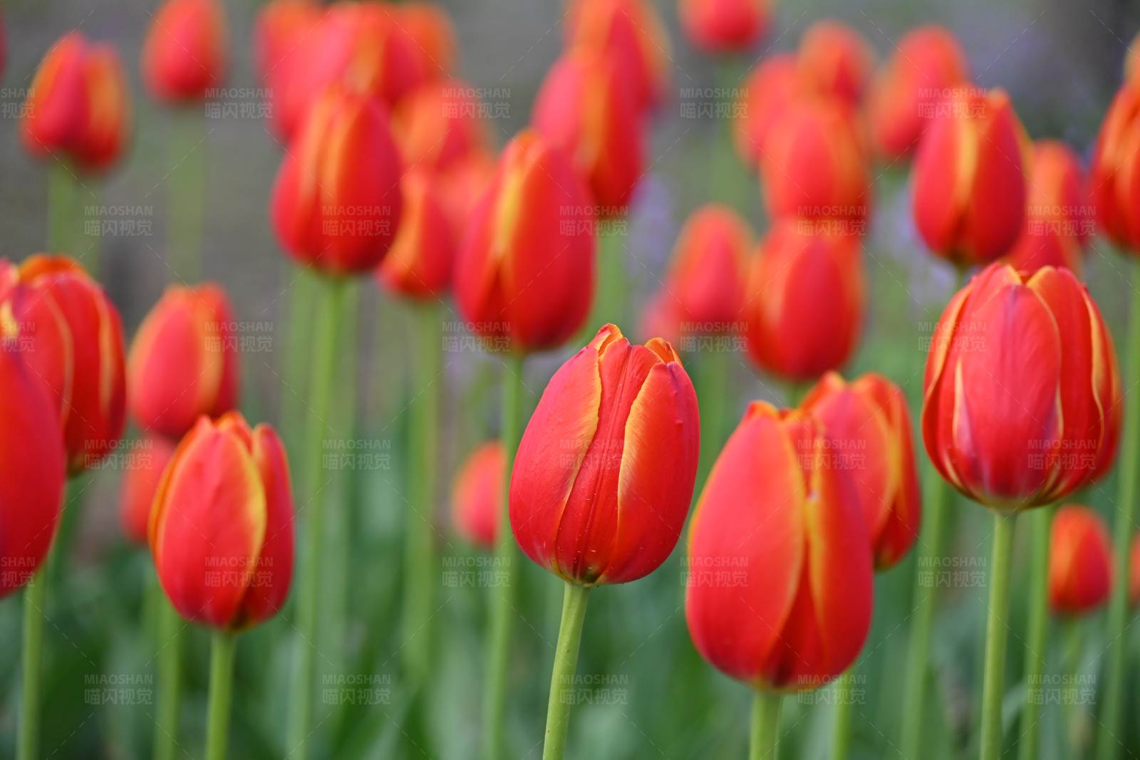 紅色郁金香花海