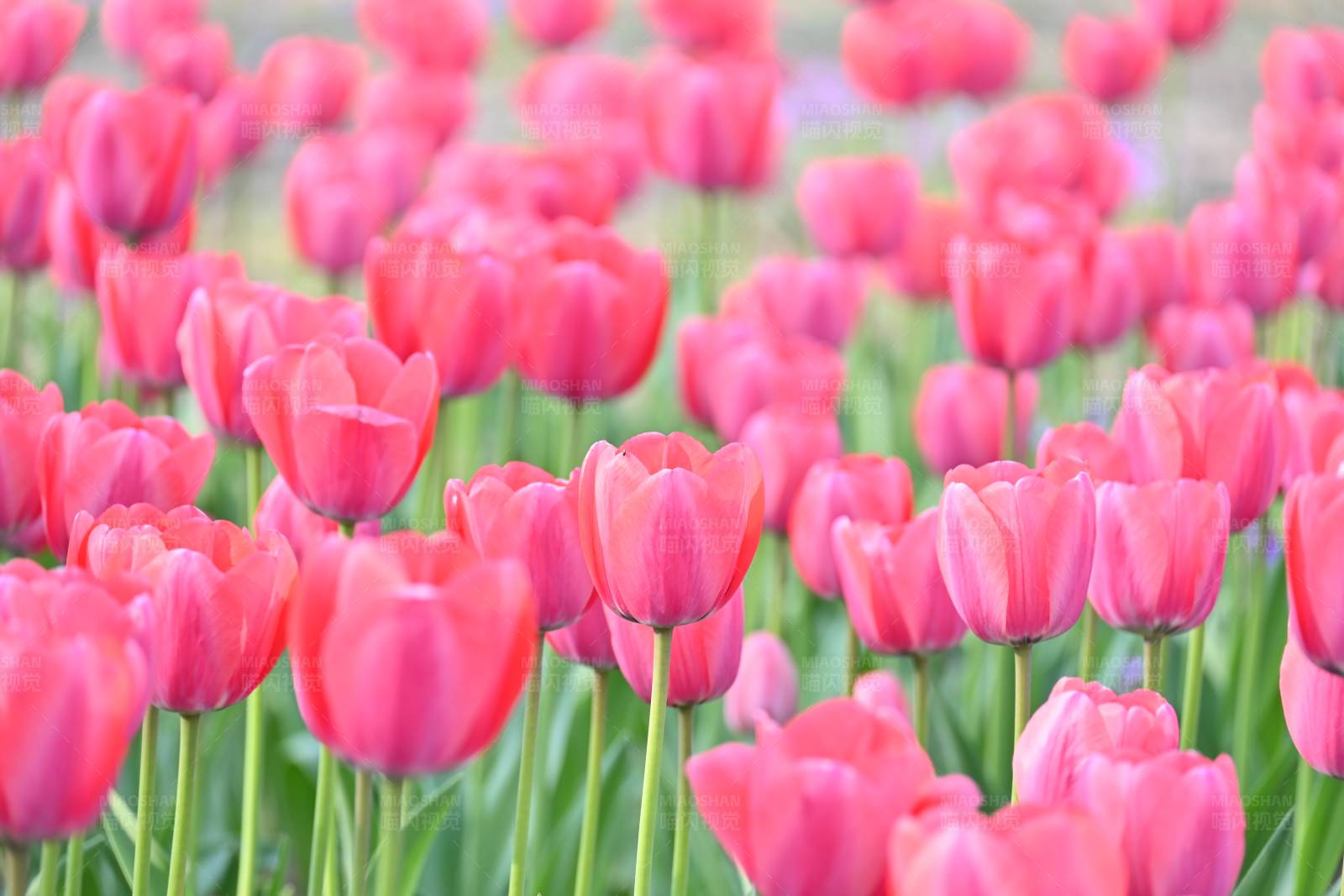 粉色郁金香花海