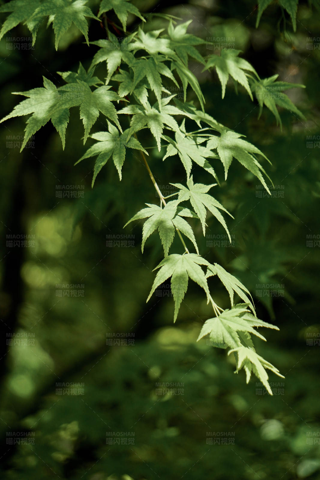 綠葉在陽光下