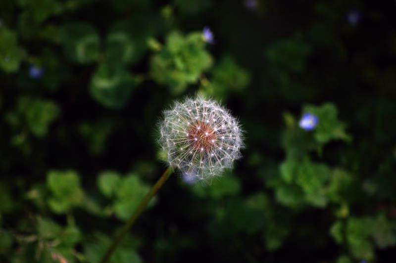 蒲公英的種子