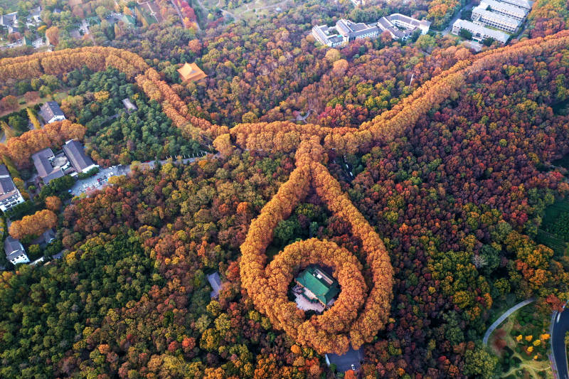 航拍秋日南京紫金山梧桐大道