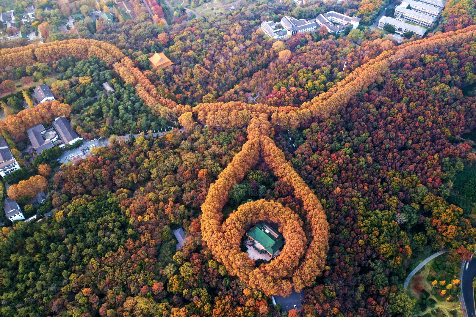航拍秋日南京紫金山梧桐大道