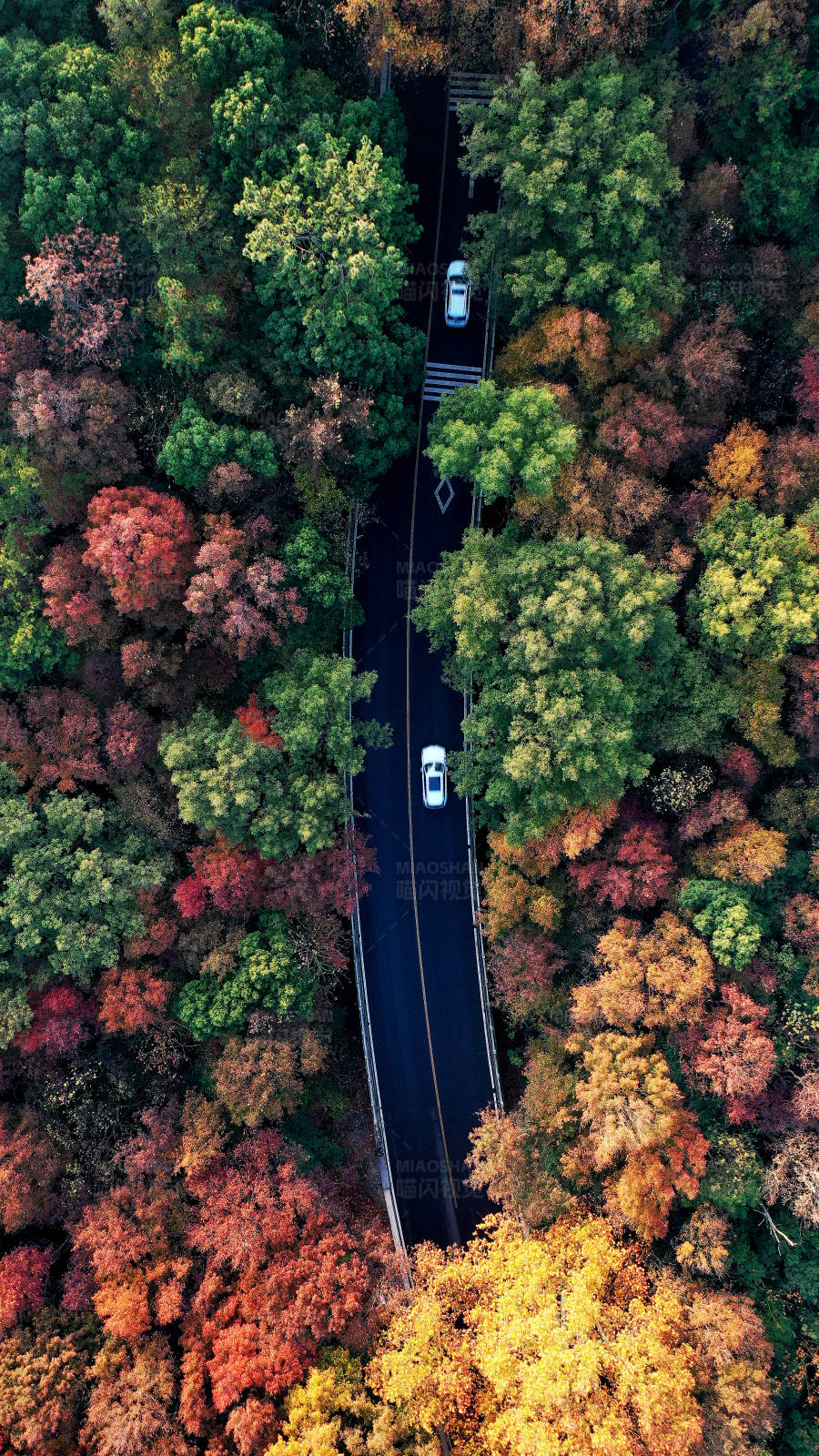航拍南京紫金山森林中的公路