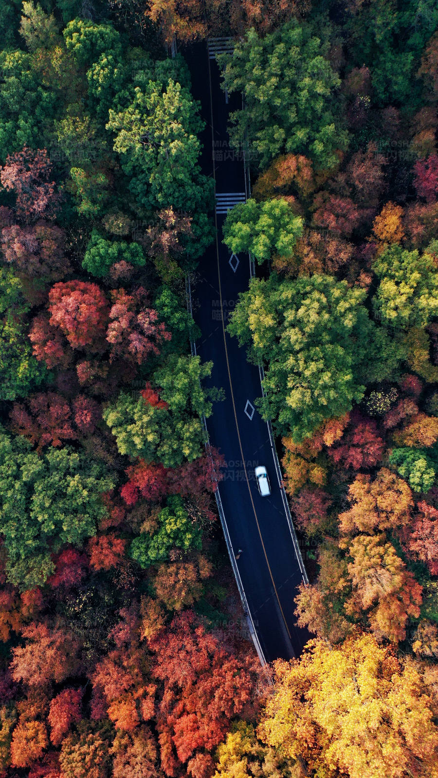 一輛白色汽車行駛在深秋森林里的公路
