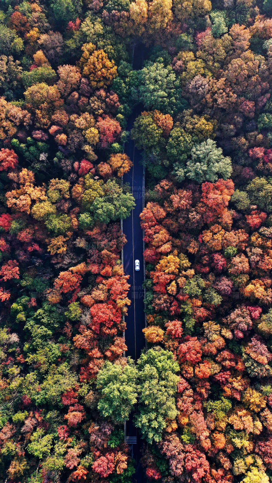 航拍秋日森林中一輛白色小汽車的孤獨旅程