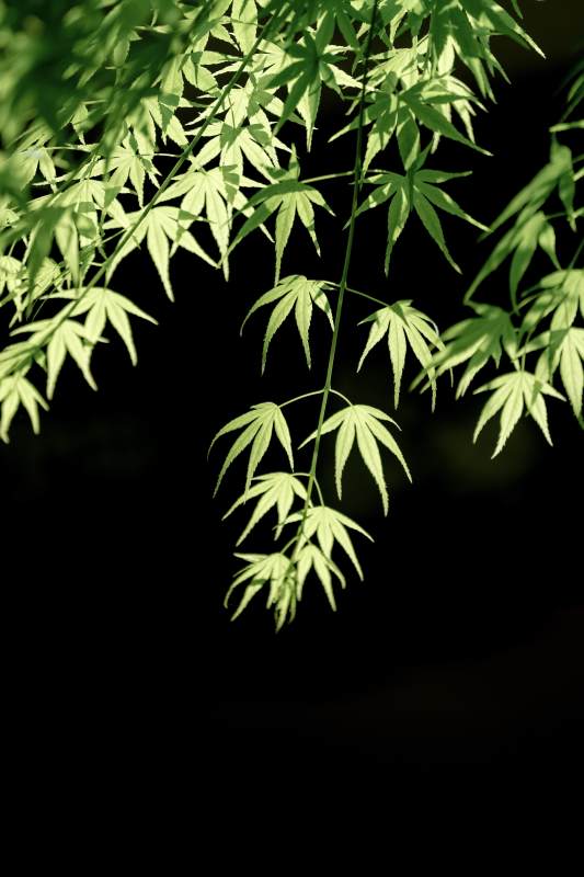 绿叶垂挂 光影交错