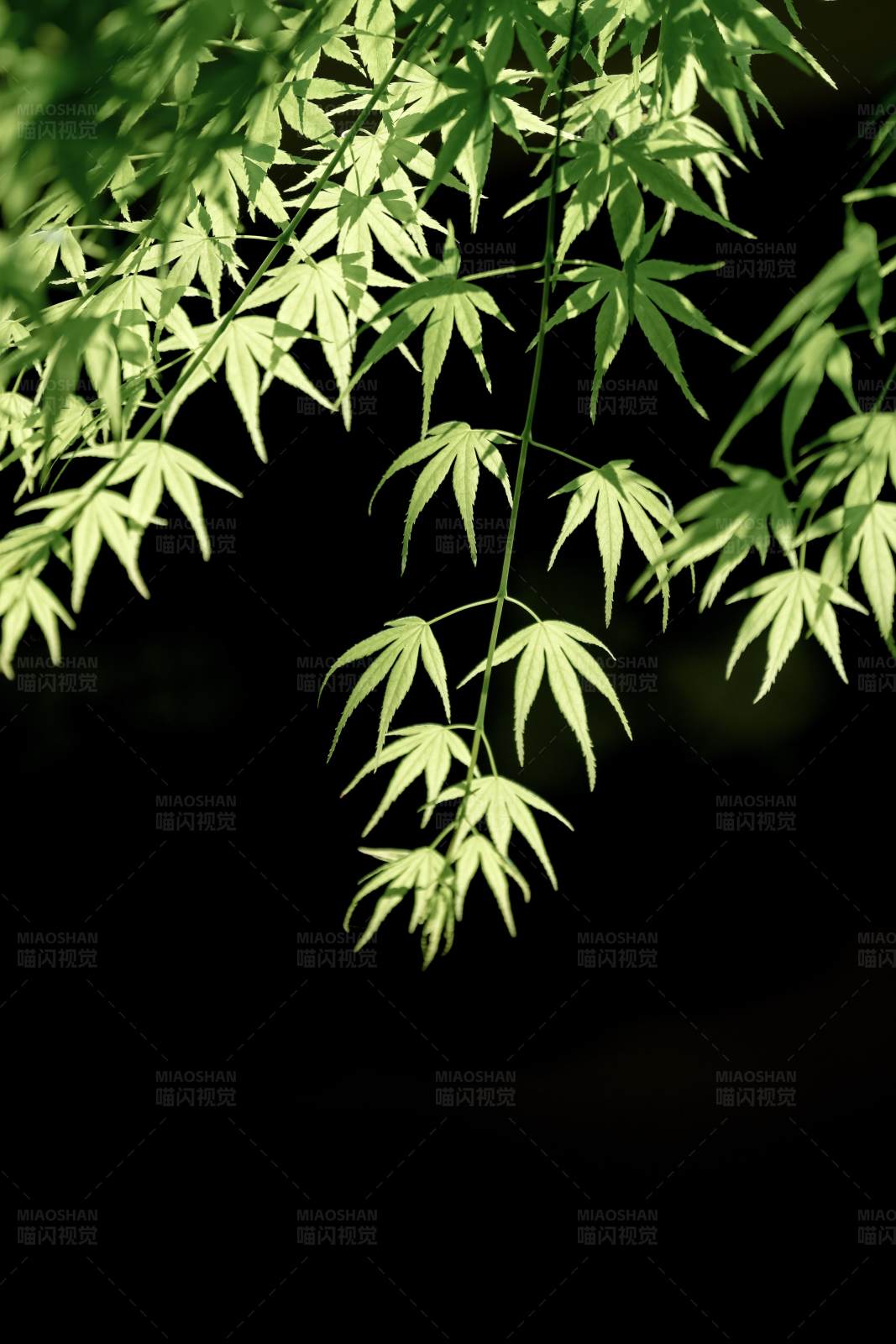 綠葉垂掛 光影交錯