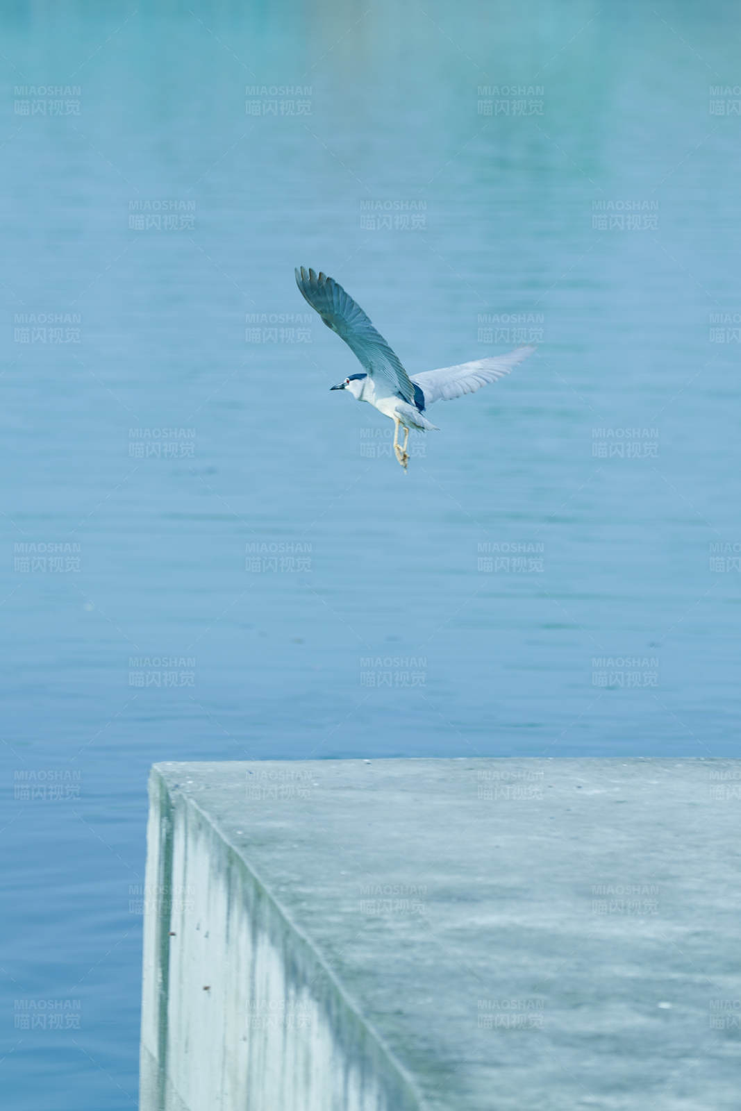 海鷗飛翔