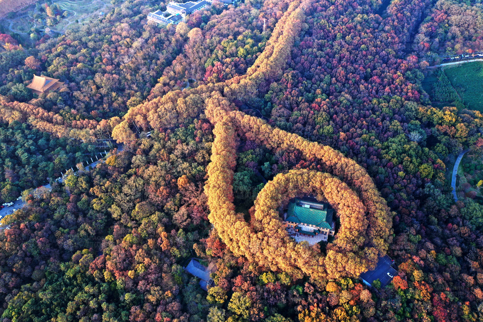 航拍南京深秋的梧桐大道