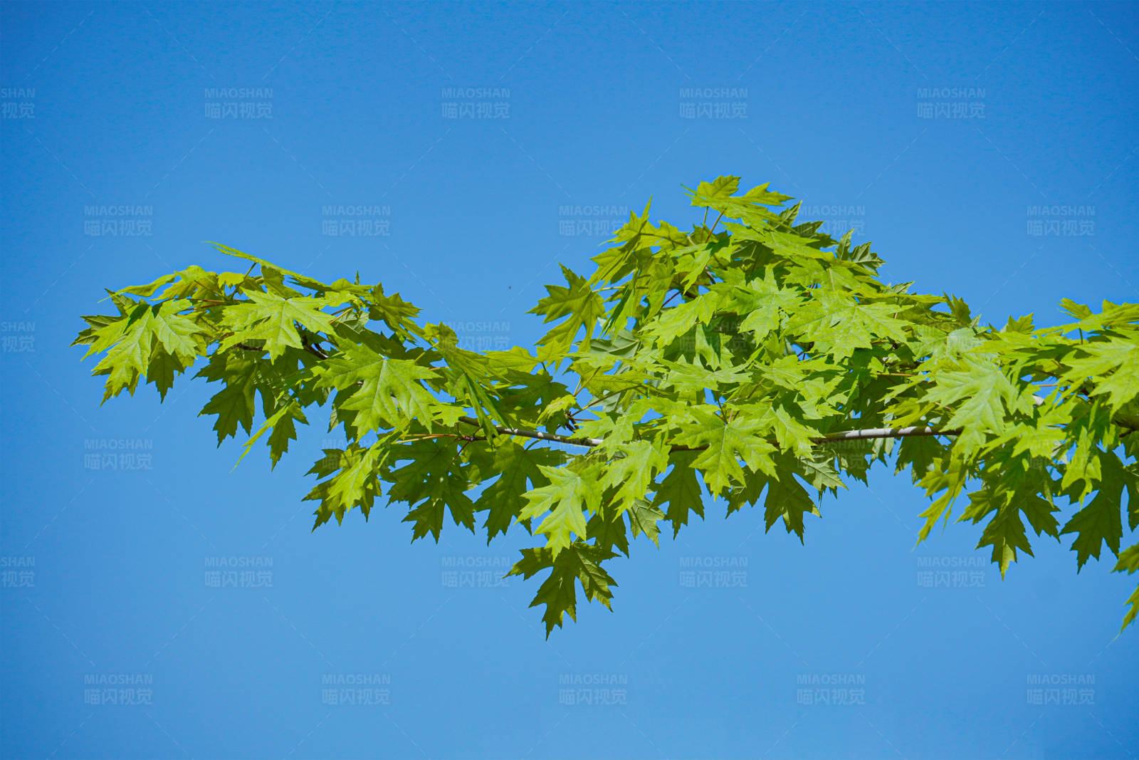 綠葉藍天