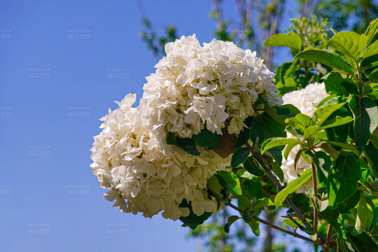 白花藍天