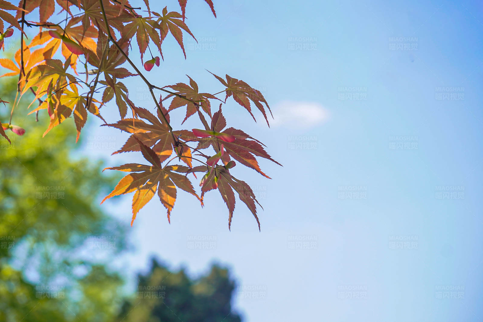 秋日楓葉映藍天
