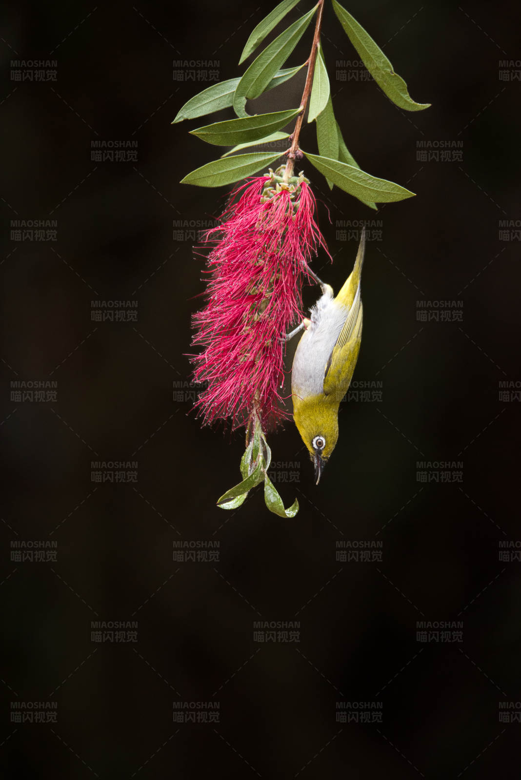 倒掛的鳥與紅花