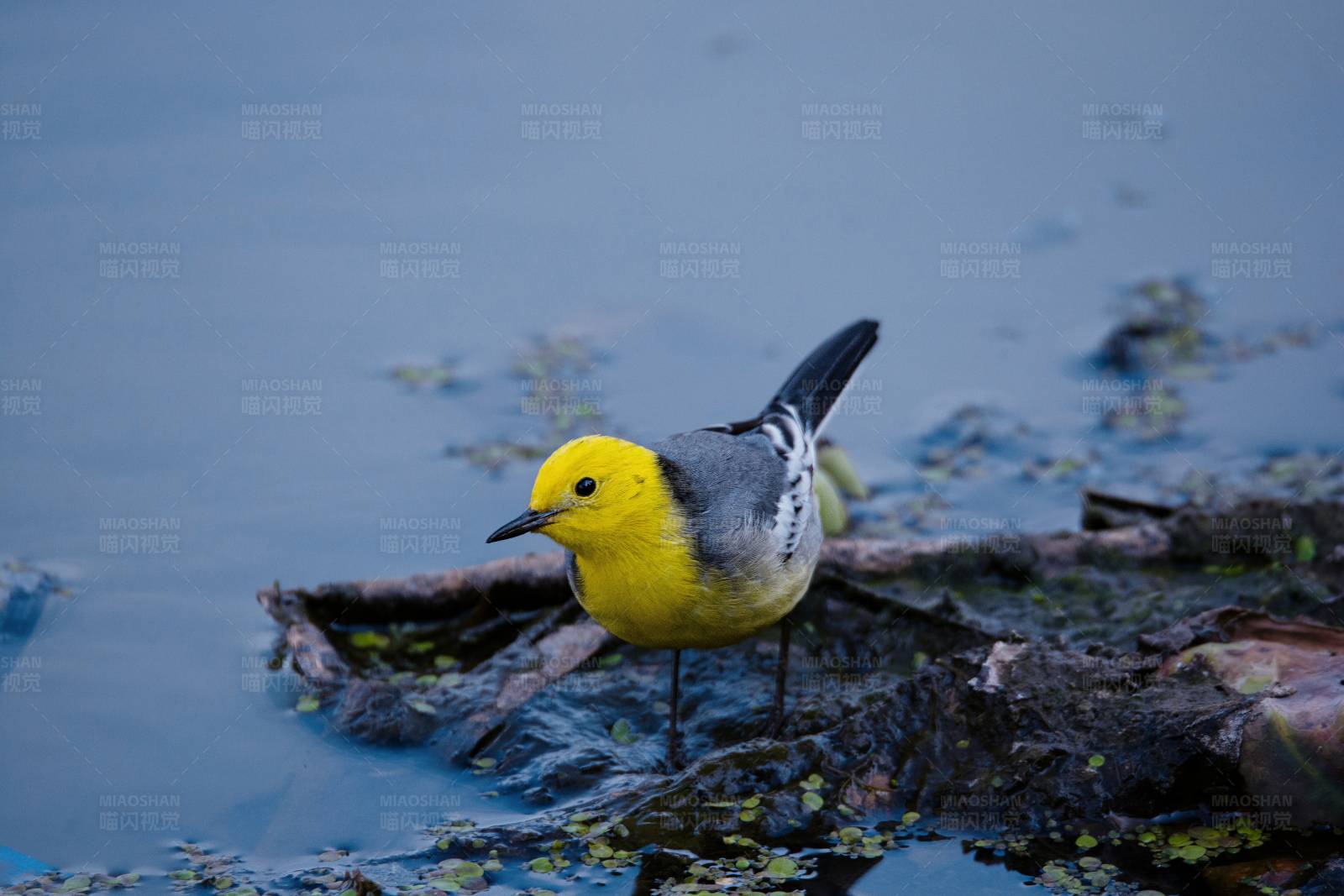 黃頭鹡鸰棲息水邊
