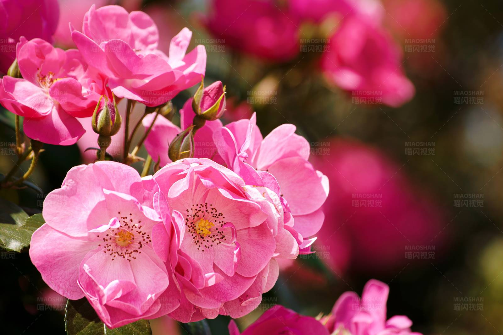粉色薔薇花
